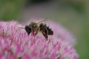 Honigbiene auf einer Blüte